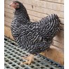 Poule wyandotte naine bleu barrée