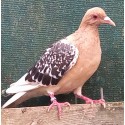 Pigeon Alouette de Nuremberg écaillé