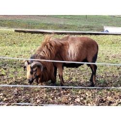 Mouton du Cameroun • Élevage et vente de grands mammifères