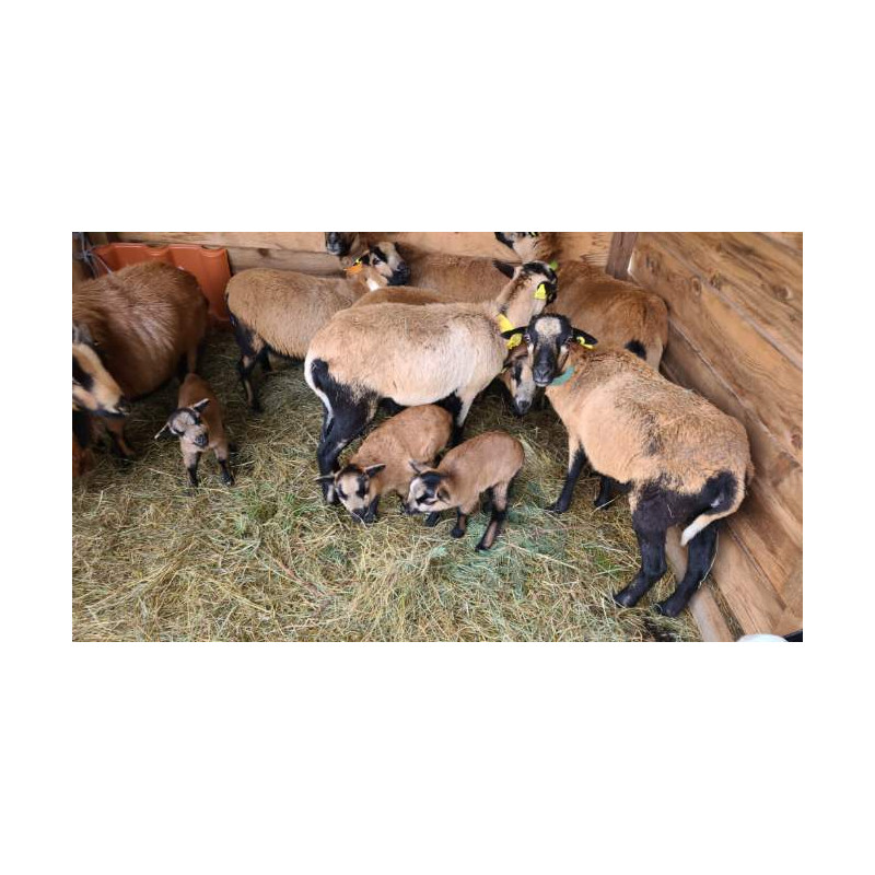 Mouton du Cameroun avec agneaux