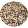 Insectes larves sechés soufflés,  40% de Protéines, à partir de 1.5kg