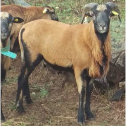 Bélier mouton du Cameroun