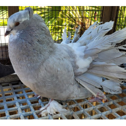 Pigeon paon indien