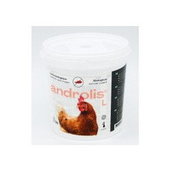 insecte androlis - androlis poule - predateur anti-poux - traitement naturel - antiparasite - androlis - APPI
