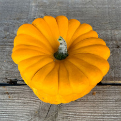 Graine de courge - jardin - graines - légumes - Cucurbita pepo