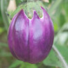 Aubergine Violetta di Firenze AB - Sachet de 50 graines