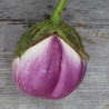 Aubergine Violetta di Firenze AB - Sachet de 50 graines