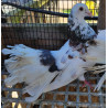 Pigeon paon blanc panaché