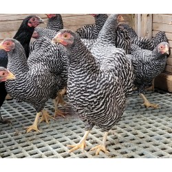 Poule Wyandotte naine reproducteur sélection