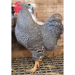 Coq Wyandotte nain bleu barré