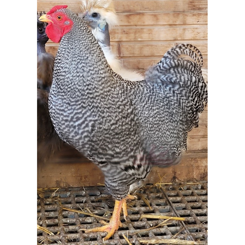 Coq Wyandotte nain bleu barré