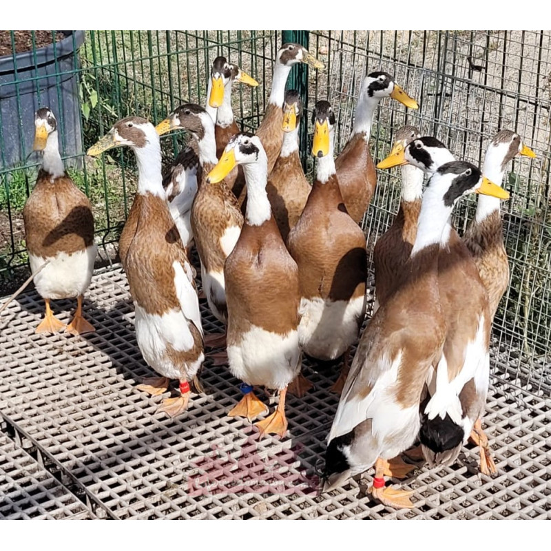 Canard coureur Indien - La Ferme de Manon