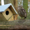 nichoir en bois de pin