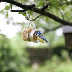 nourriture pour oiseaux d'hiver