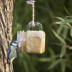 nourriture oiseaux du ciel