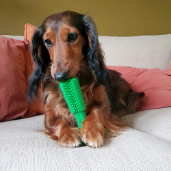 Jouet à mâcher rebondissant pour chiots - Zen-imal