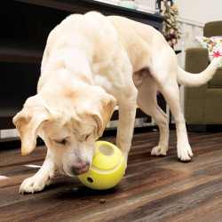 jouet pour chien. balle pour chien. balle à friandise chien. distributeurs à friandises