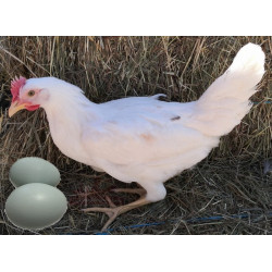 Poule pondeuse azur avec œuf bleu