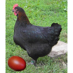 Poule Noirans - Marans, oeuf marron chocolat