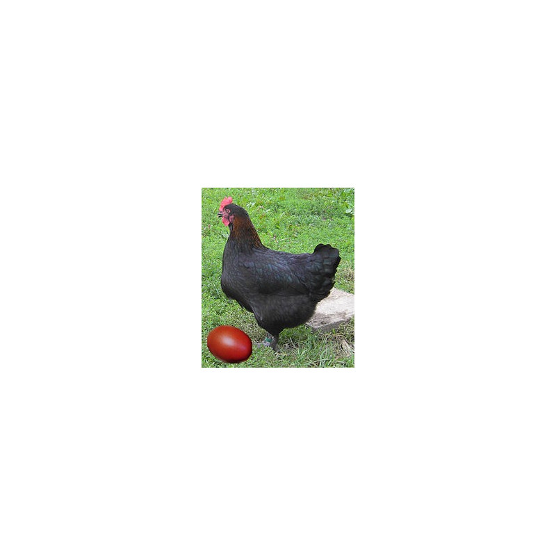 Poule Noirans - Marans, oeuf marron chocolat