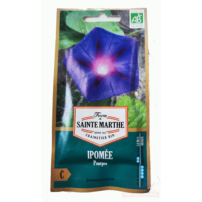 Ipomée Pourpre AB - Sachet de 125 graines