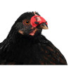 Lunette anti-picage poule/faisan - Lot de 25