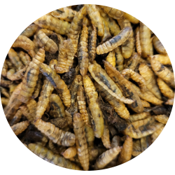 Larve mouche soldats séché, insectes séchés riche en protéines. Complément alimentaire pour poules