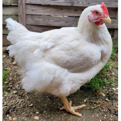 Poules cou-nu de chair rouge