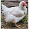Poules cou-nu de chair rouge