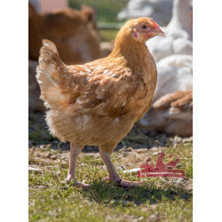 Poules cou-nu de chair rouge