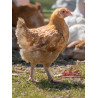 Poules cou-nu de chair rouge