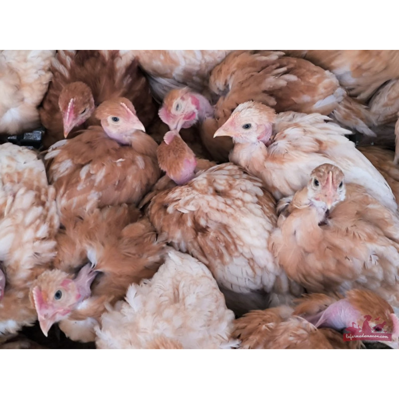 Poules de chair, cou nu. A faire grandir. Très bon poulet de chair - Poules cou nu Poules de chair, cou nu. A faire grandir. Très bon poulet de chair - Poules cou nu