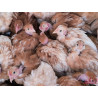 Poules de chair, cou nu. A faire grandir. Très bon poulet de chair - Poules cou nu