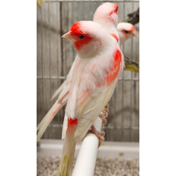 Canaris mozaïque rouge mâle ou femelle