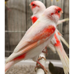 Canaris rouge, canaris mozaique