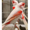 Canaris rouge, canaris mozaique