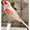 Canaris rouge mozaique