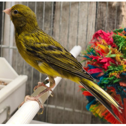 Canaris raza, petit canaris