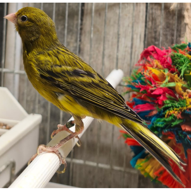 Canaris raza, petit canaris