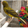 Canaris raza, petit canaris