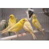 Canaris jaunes, mâle ou femelle
