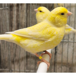 Canaris jaune