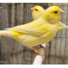Canaris jaune