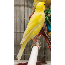 Canaris fancy, petit canaris
