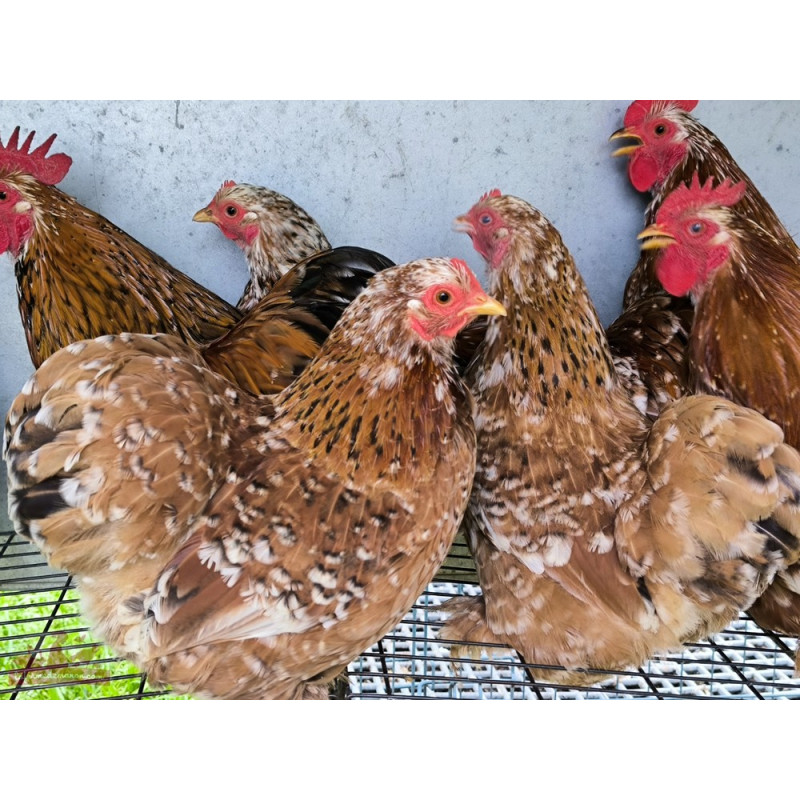 Bantam de Pékin millefleurs adulte - poule et coq Pékin Bantam de Pékin millefleurs adulte - poule et coq Pékin
