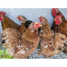 Bantam de Pékin millefleurs adulte - poule et coq Pékin