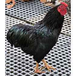Coq Wyandotte nain