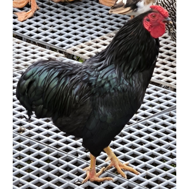 Coq Wyandotte nain