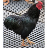 Coq Wyandotte nain