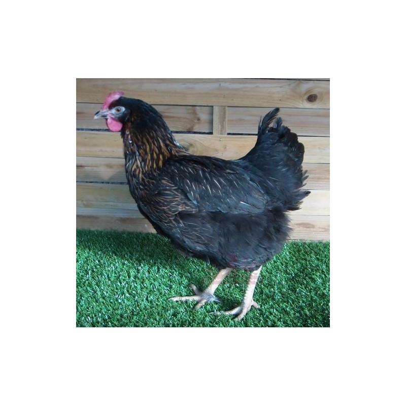 Poule pondeuse Harco Noir - A EMPORTER Poule pondeuse Harco Noir - A EMPORTER